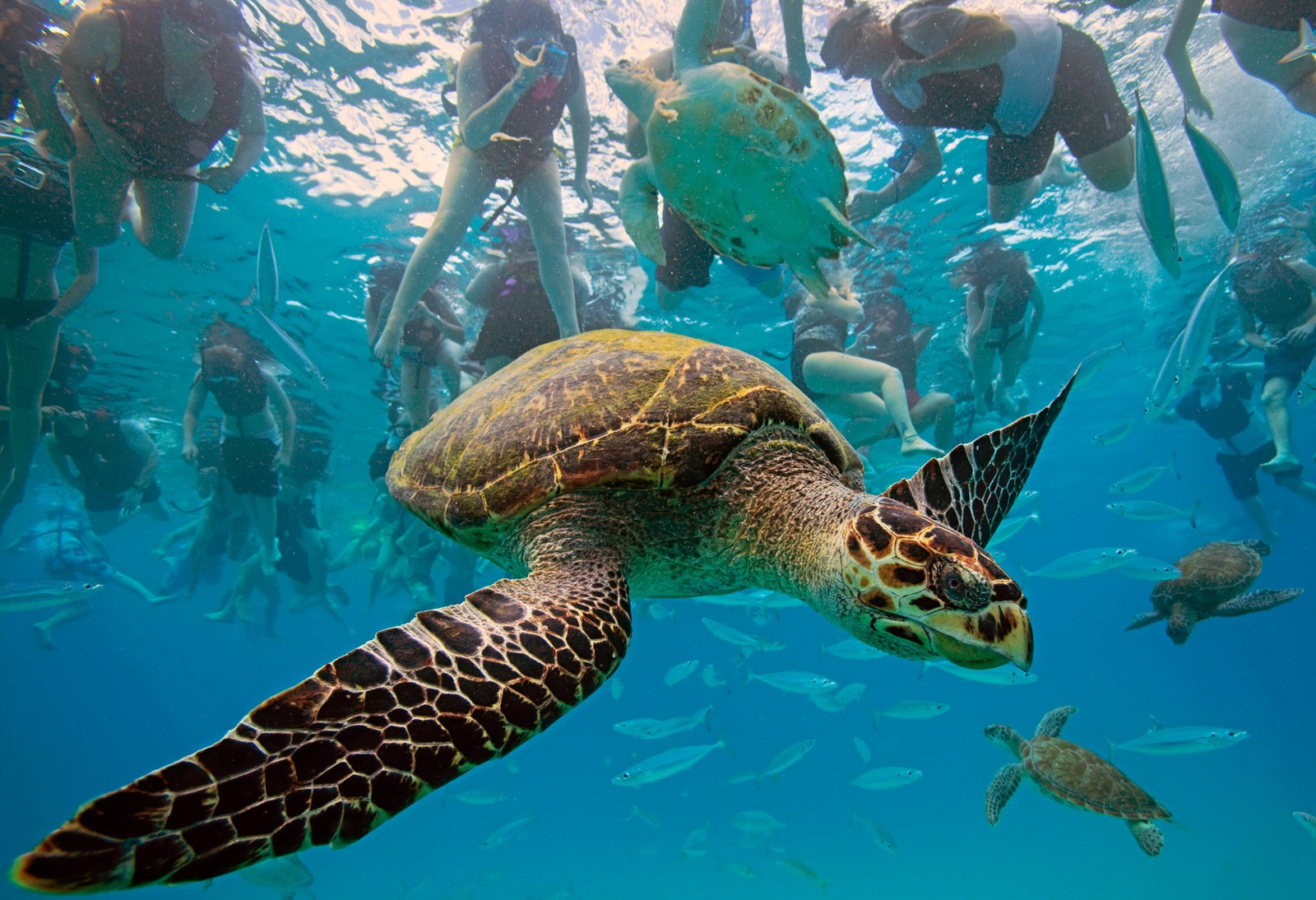 Swim with the turtel